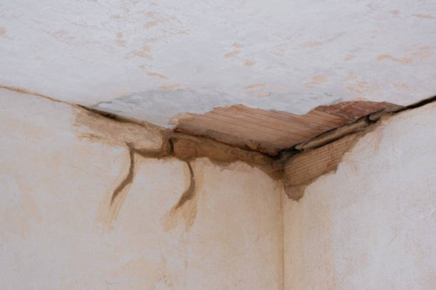 Best Water damage cleanup near me  in Shandon, CA